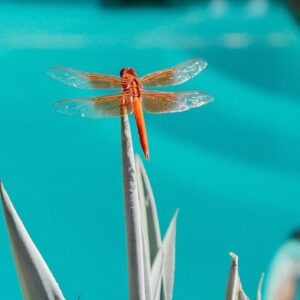 Über uns Menu Banner Honey Cace Horse Lifestyle-Kuratorin Algarve 1200 x 704 px