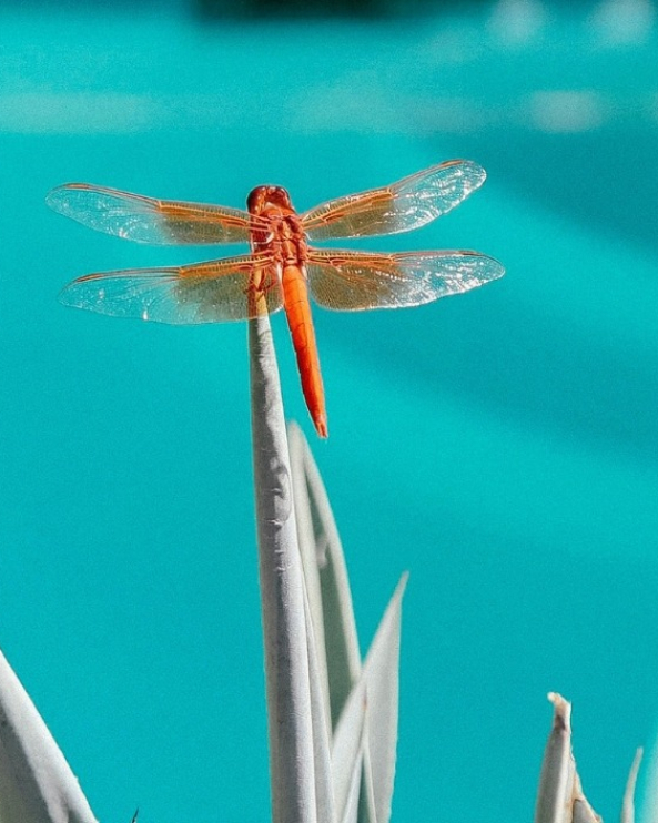 Über uns Menu Banner Honey Cace Horse Lifestyle-Kuratorin Algarve 1200 x 704 px