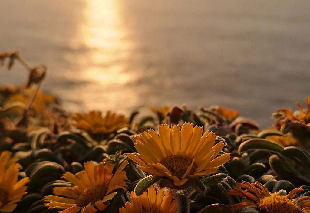 Property-Management-HCH-Portugal-Algarv-Worldwide-Honeycakehorse-unser-versprechen-002